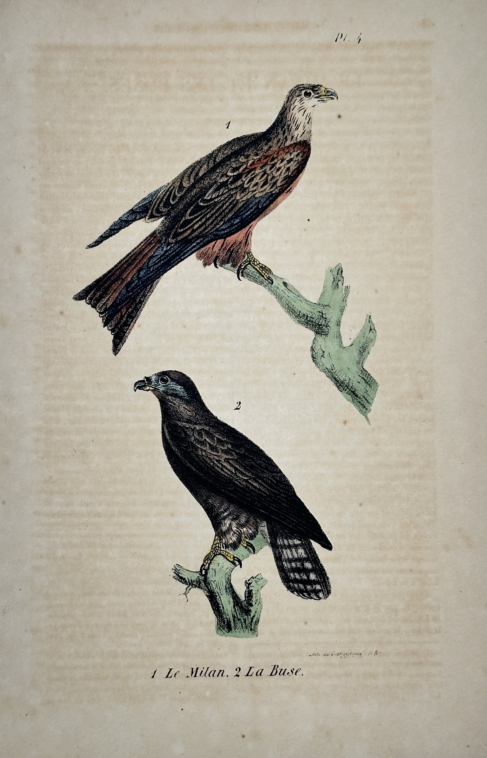 Georges-Louis Leclerc, Comte de Buffon – Le Milan and La Buse: This hand-colored copperplate engraving depicts two raptors, Le Milan (The Kite) and La Buse (The Buzzard), and is an illustration from the ornithological volumes of Buffon’s monumental Histoire Nat
