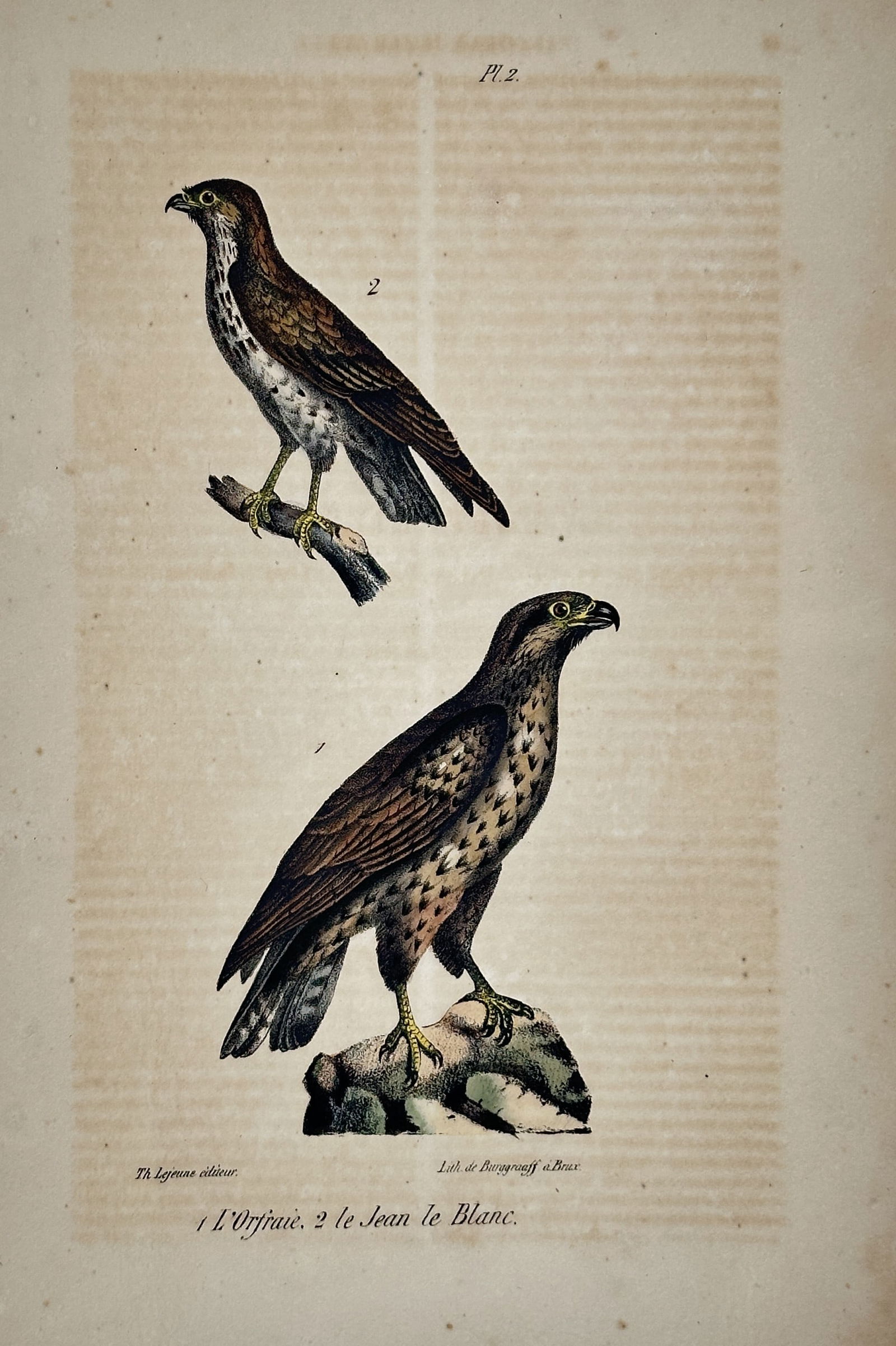 Georges-Louis Leclerc, Comte de Buffon – The Orpaz and The Jean le Blanc (1 of 2)