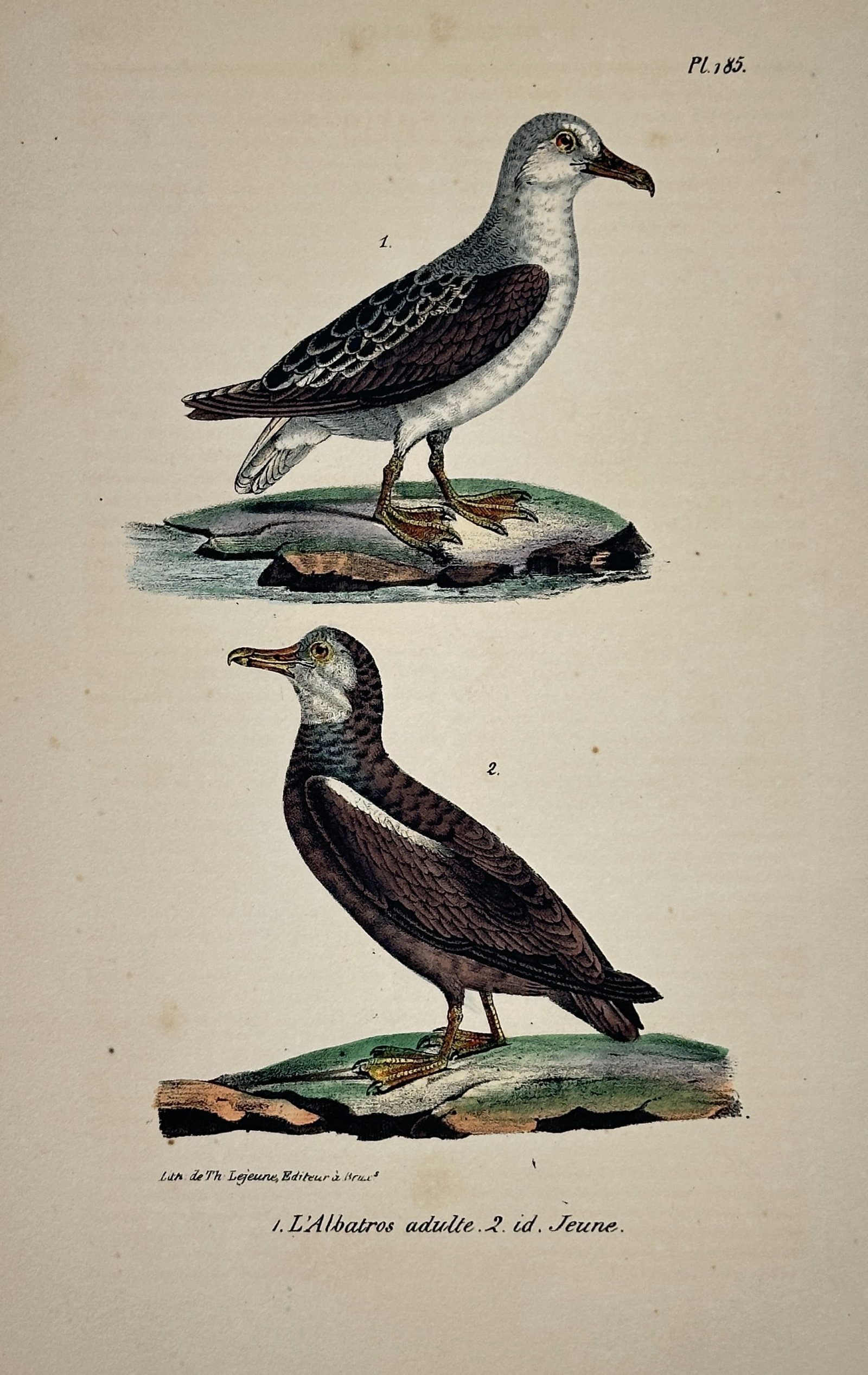 Georges-Louis Leclerc, Comte de Buffon – Adult Albatross and Juvenile Albatross: This hand-colored copperplate engraving depicts two specimens of the Albatross, showing both the adult and juvenile forms, and is an illustration from the ornithological volumes of Buffon’s Histoire