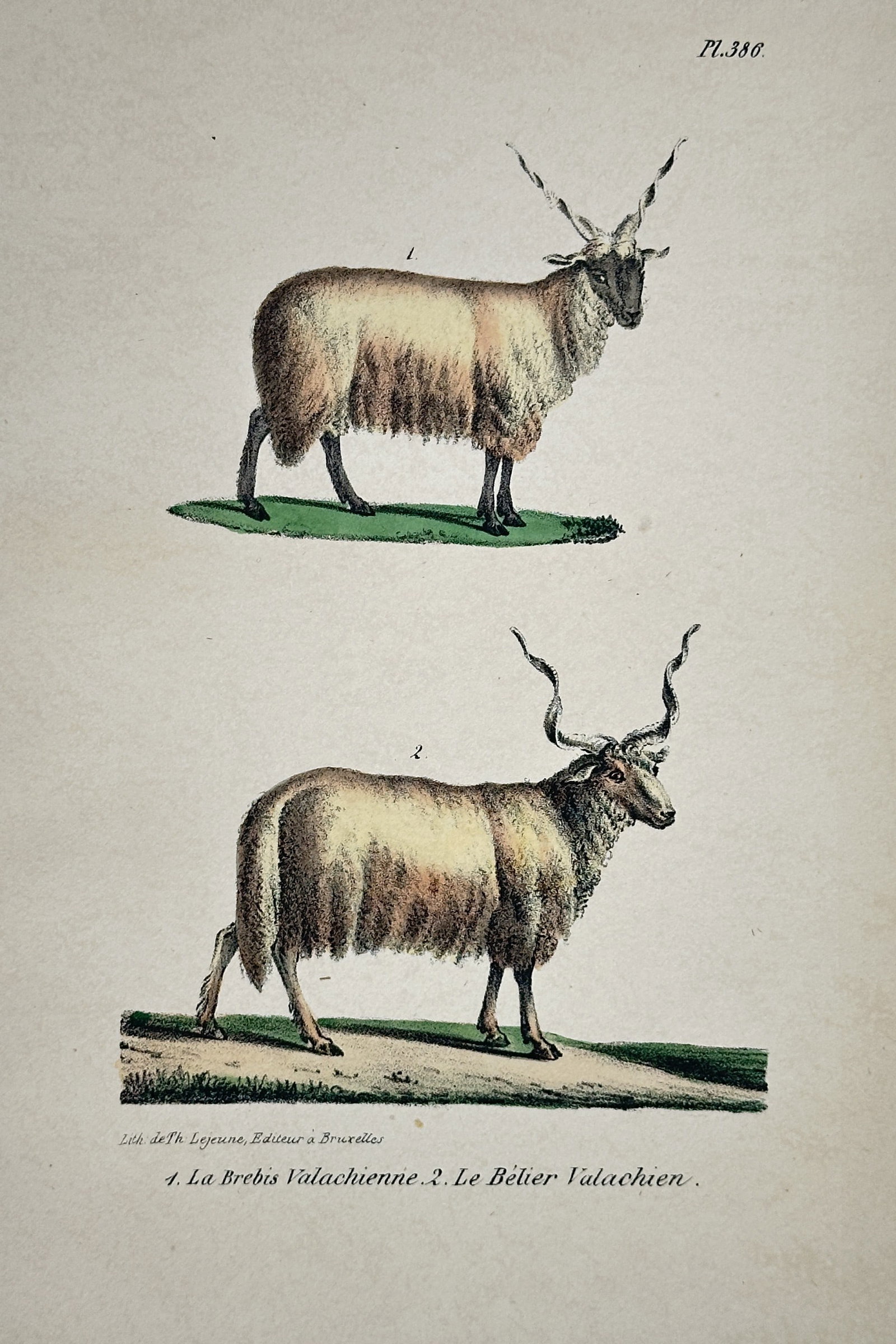 Georges-Louis Leclerc, Comte de Buffon – Wallachian Sheep and Wallachian Ram: This hand-colored copperplate engraving depicts the Wallachian Sheep, showing the female and the male, notable for their long, distinctive spiral horns. The illustration is from the mammalian volumes 
