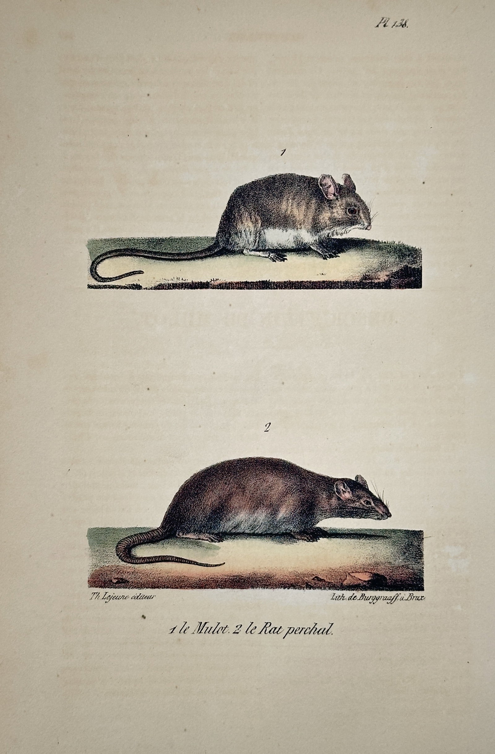 Georges-Louis Leclerc, Comte de Buffon – The Polecat and The Rosselet: This hand-colored copperplate engraving depicts two members of the weasel family, Le Putois (The Polecat) and Le Rosselet (likely the Stoat or Ermine). The illustration is from the mammalian volumes o