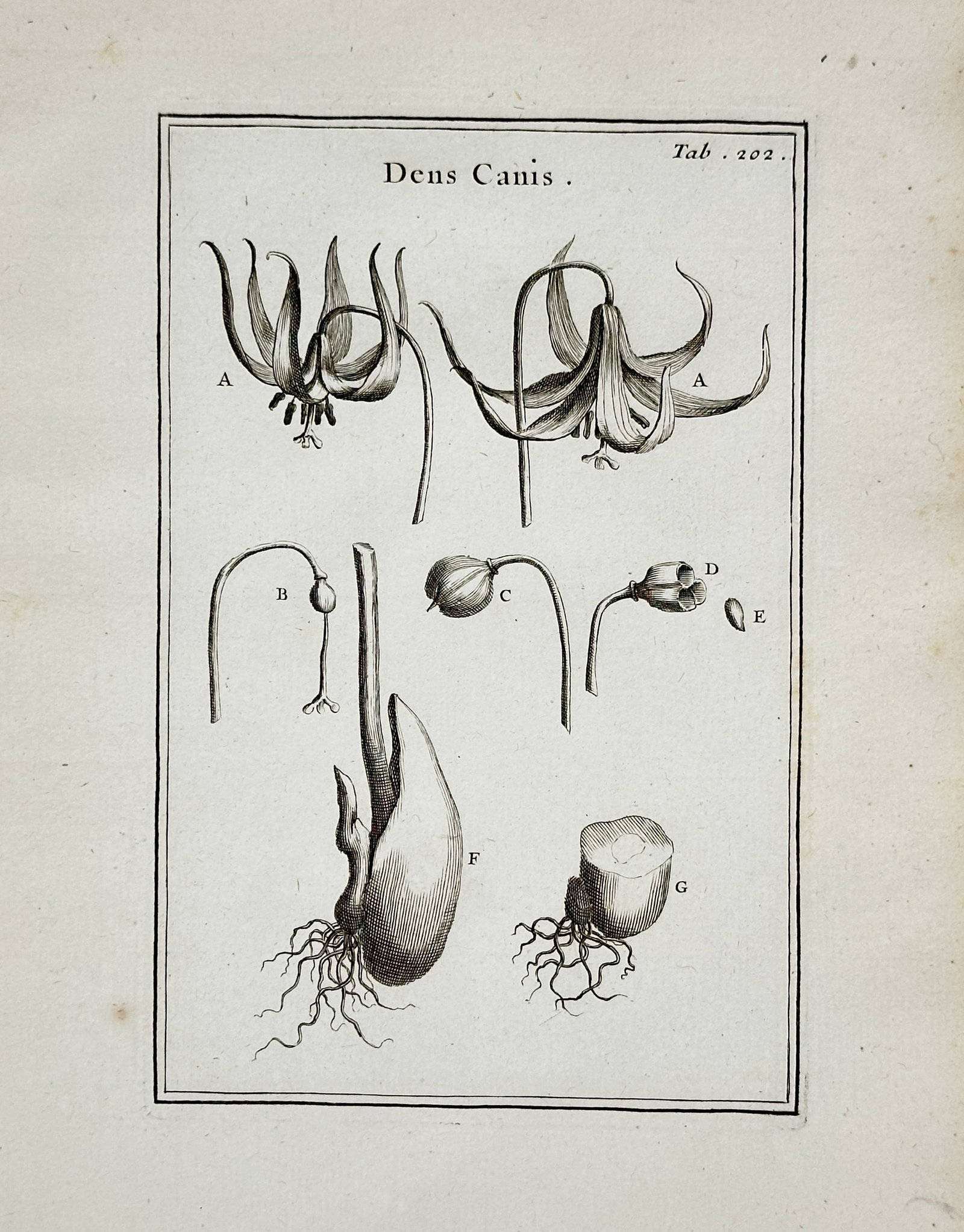 Joseph Pitton de Tournefort – Dogtooth Violet – Copperplate engraving (17th Century): This copperplate engraving is a botanical illustration depicting the Dogtooth Violet (Dens Canis), detailing the flower, stamen, and bulb structure for scientific study. This work originates from Inst
