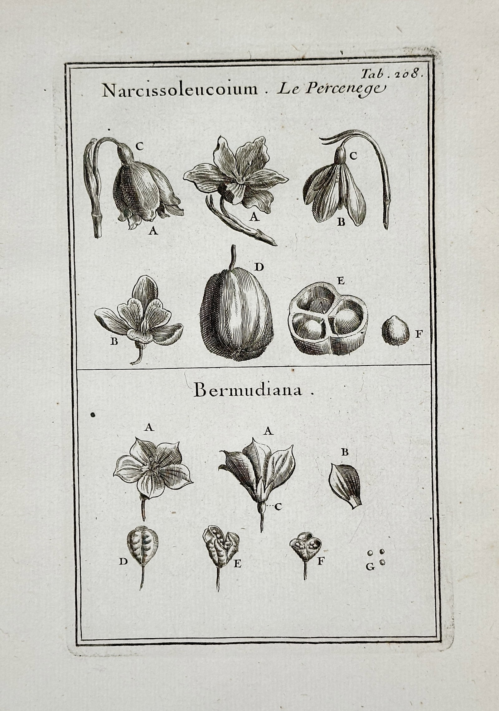 Joseph Pitton de Tournefort – Spring Snowflake and Bermudiana – Copperplate engraving (17th: This copperplate engraving is a botanical illustration detailing two distinct species, the Narcissoleucoium (Spring Snowflake) and the Bermudiana (Blue-eyed Grass), showing their flowers and anatomica