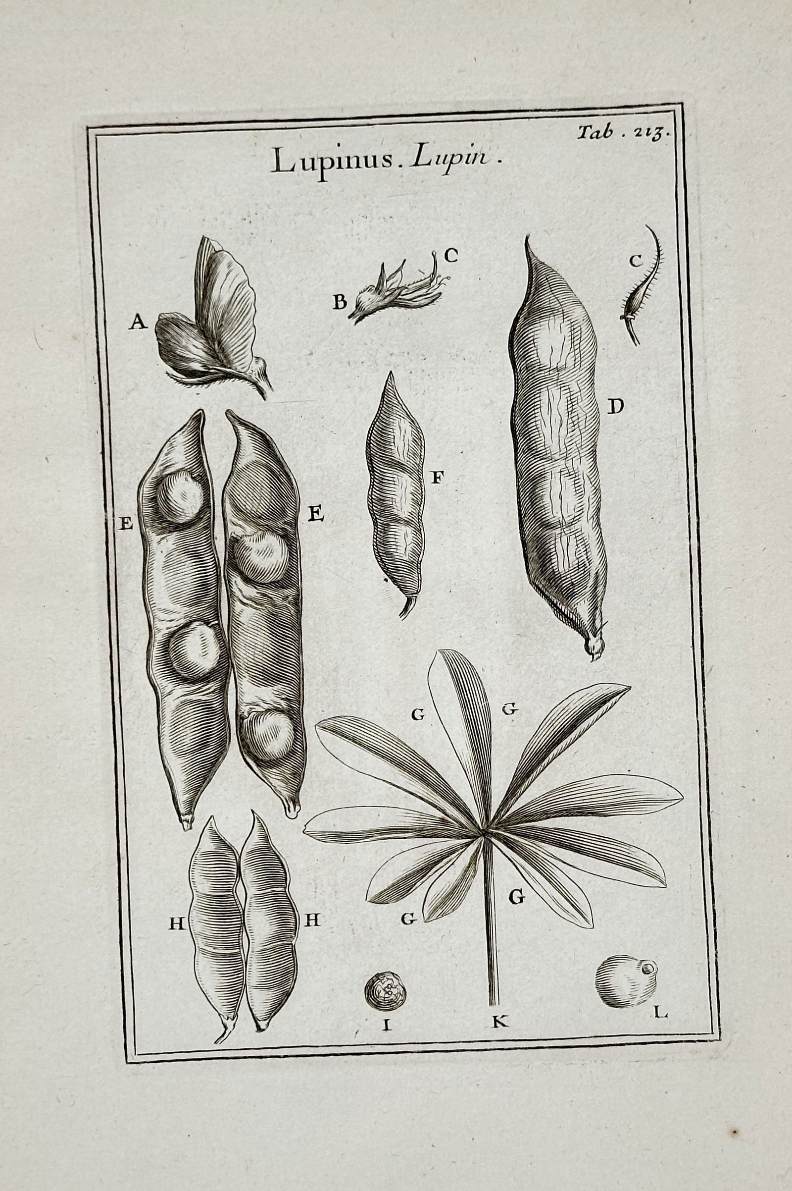 Joseph Pitton de Tournefort – Lupinus (Lupin) – Copperplate engraving (17th Century) (1 of 2)