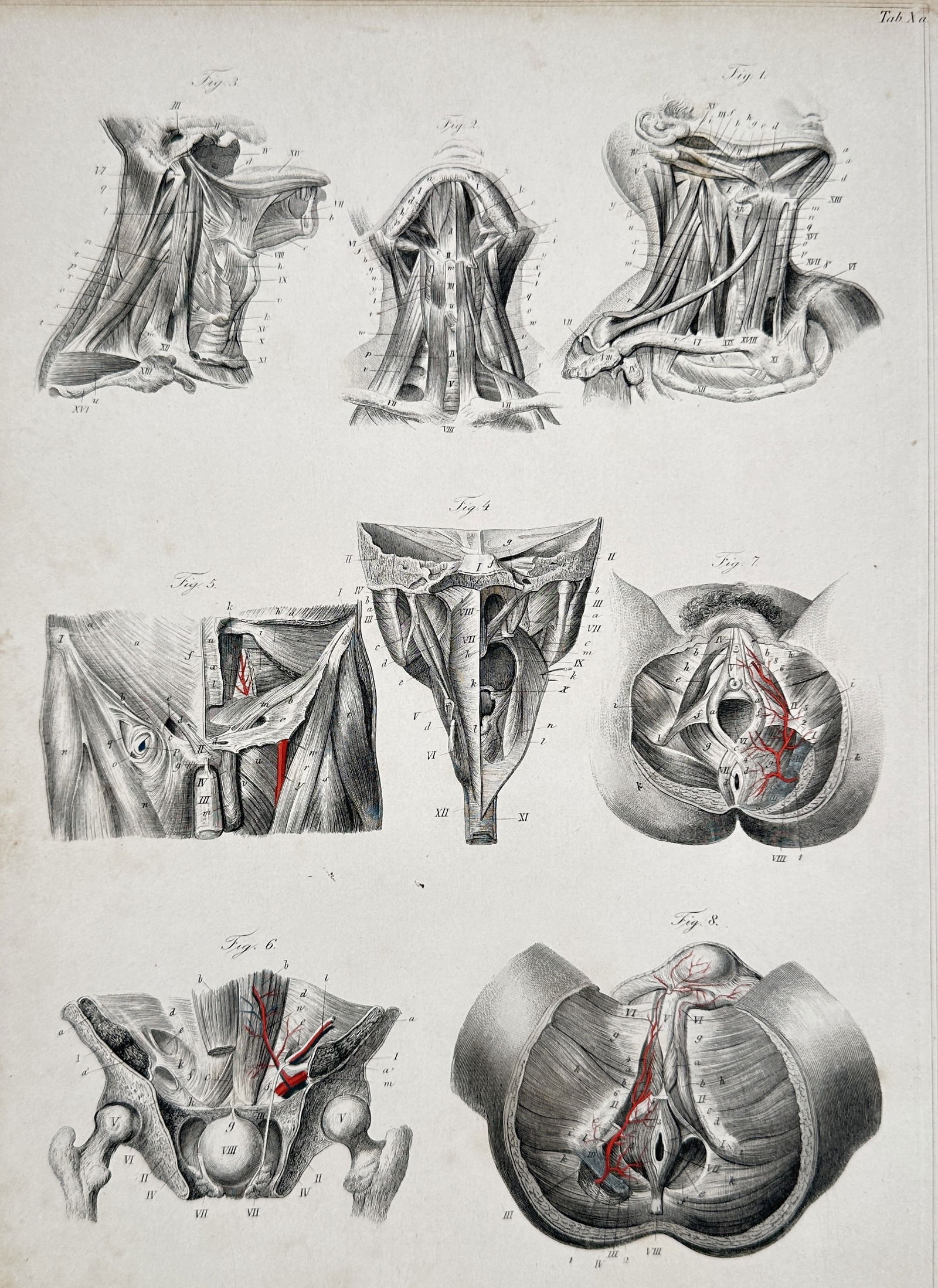 Emile Beau (1803–1865) – Anatomy of the Larynx and Pharynx – Steel engraving (1854) (1 of 2)