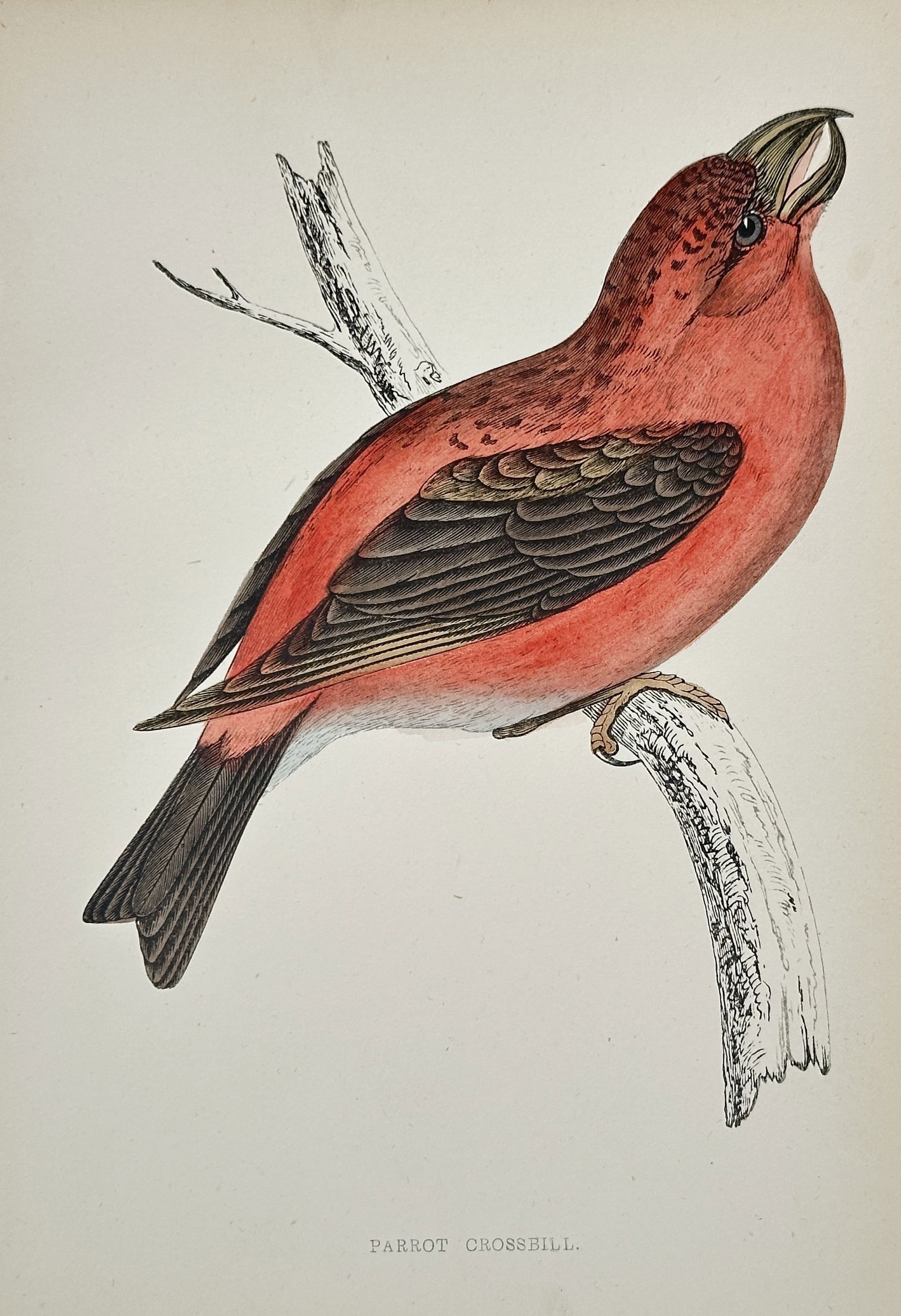 Francis Orpen Morris (1810–1893) – Parrot Crossbill – Hand-colored lithograph (19th Century) (1 of 2)