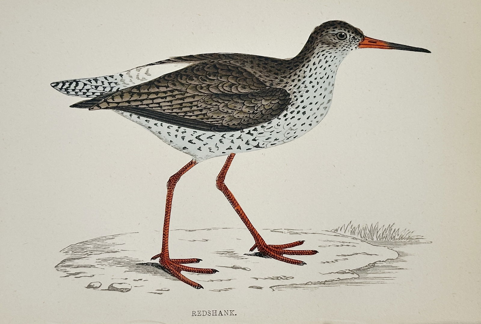 Francis Orpen Morris (1810–1893) – Redshank – Hand-colored lithograph (19th Century) (1 of 2)