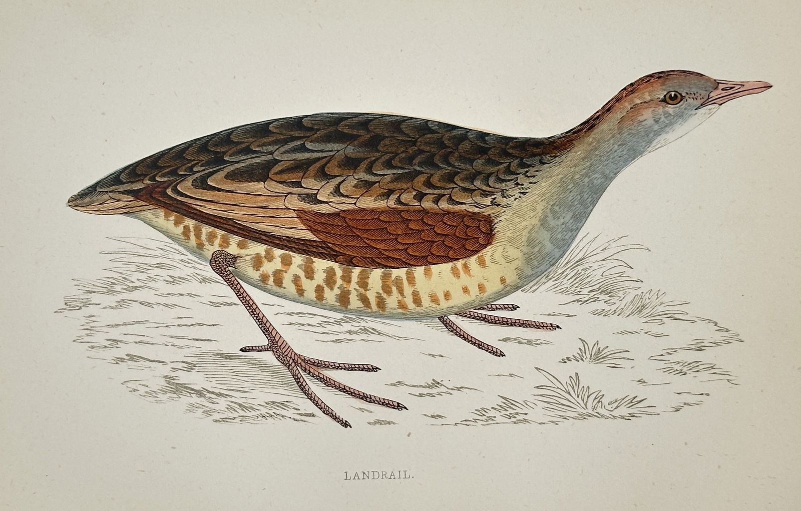 Francis Orpen Morris (1810–1893) – Landrail – Hand-colored lithograph (19th Century) (1 of 2)