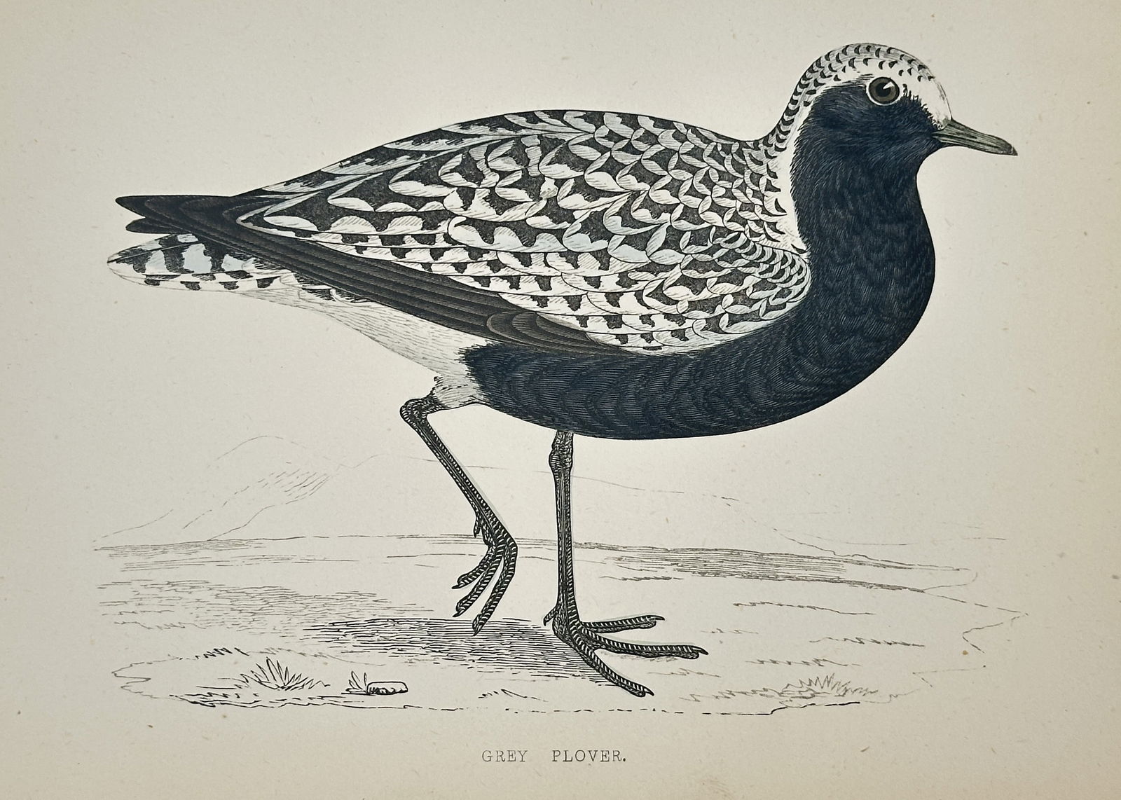 Francis Orpen Morris (1810–1893) – Grey Plover – Hand-colored lithograph (19th Century) (1 of 2)