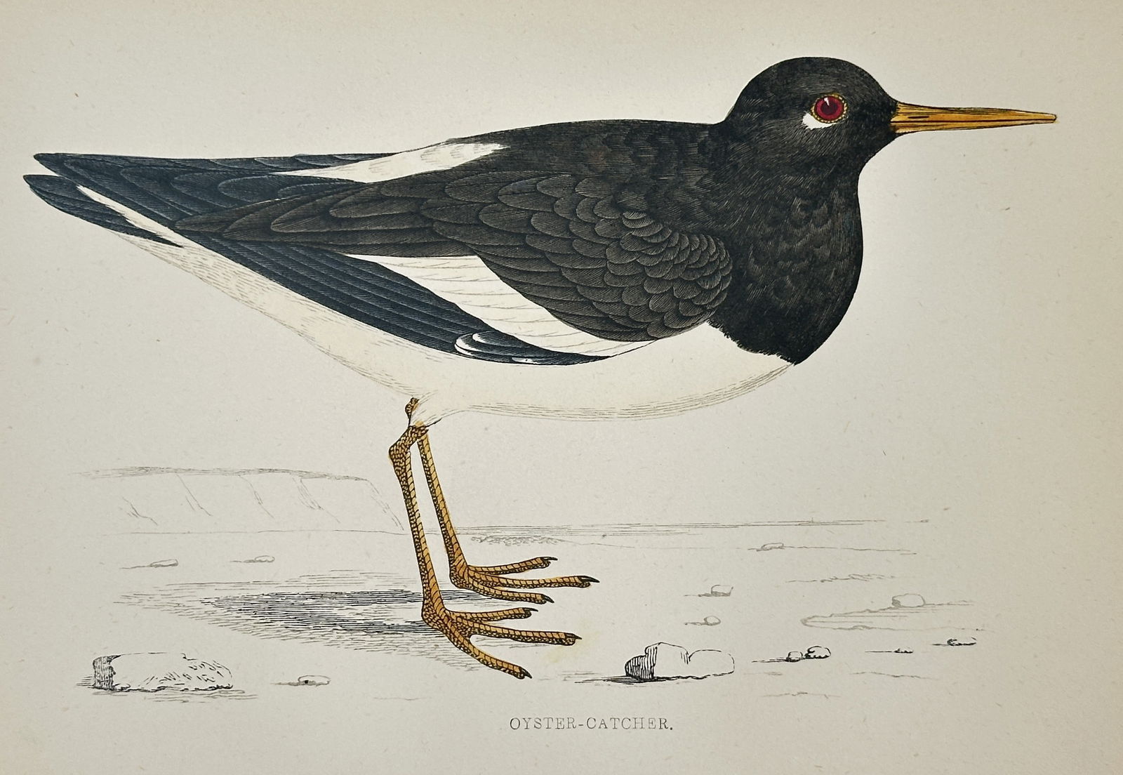 Francis Orpen Morris (1810–1893) – Oyster Catcher – Hand-colored lithograph (19th Century) (1 of 2)