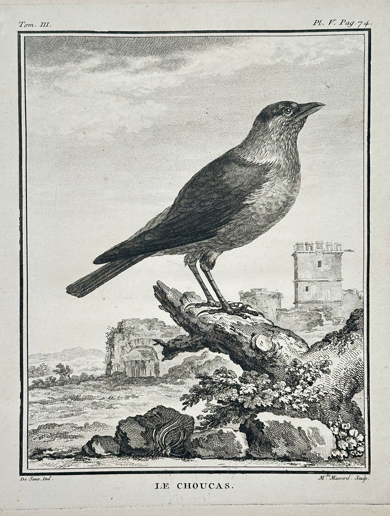Georges-Louis Leclerc, Comte de Buffon – The Jackdaw – Copperplate engraving (18th Century): This copperplate engraving depicts the Jackdaw, a crow-family bird shown perched on a tree branch with a landscape view, including a ruined tower, in the background. The illustration originates from G