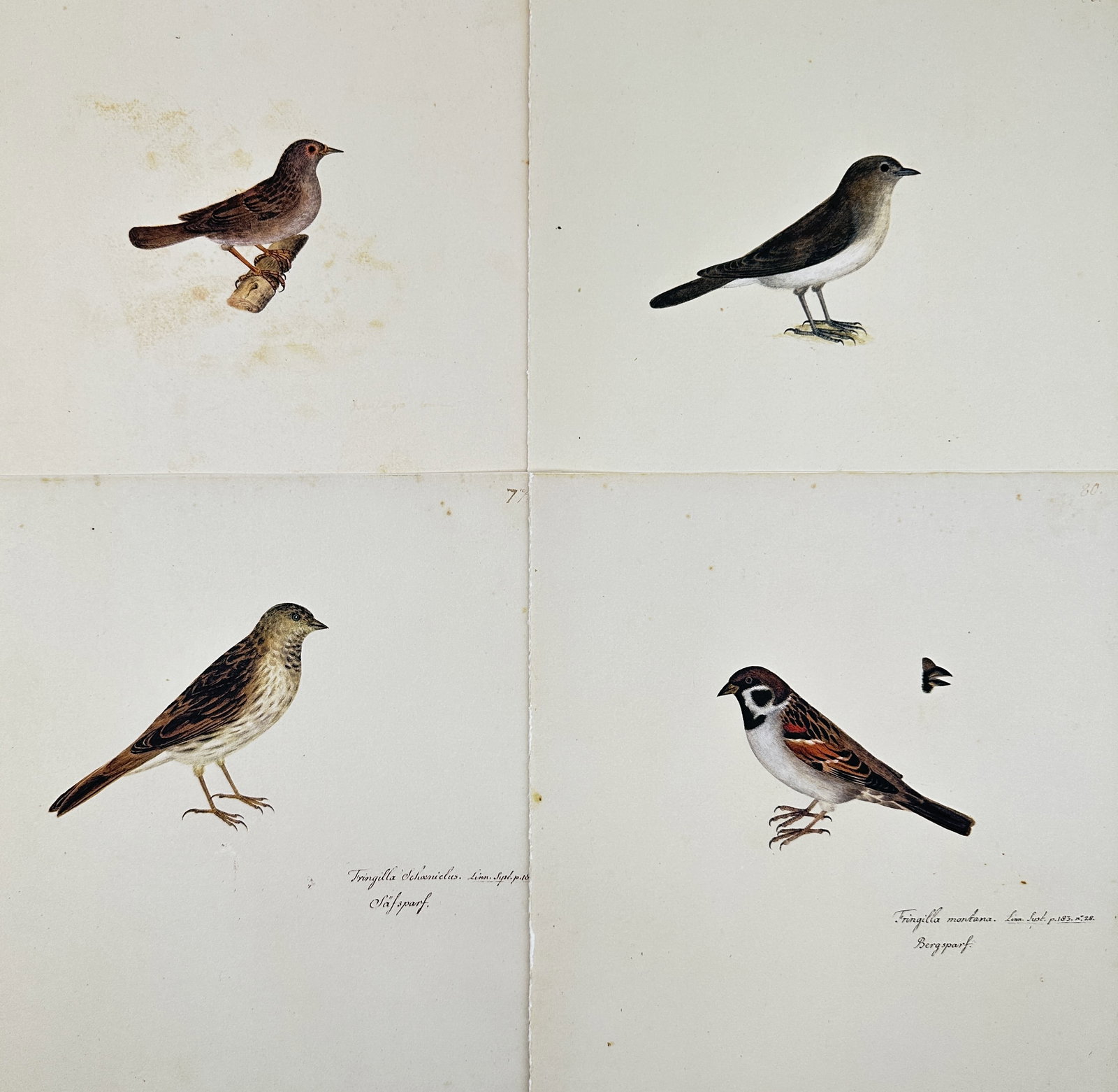Olof Rudbeck the Younger (1660–1740), after – Set of 4: Ornithological Illustrations of Finches: This facsimile print features four distinct, hand-colored illustrations of small bird species, including finches and sparrows, presented on a single plate with identifying scientific inscriptions. The