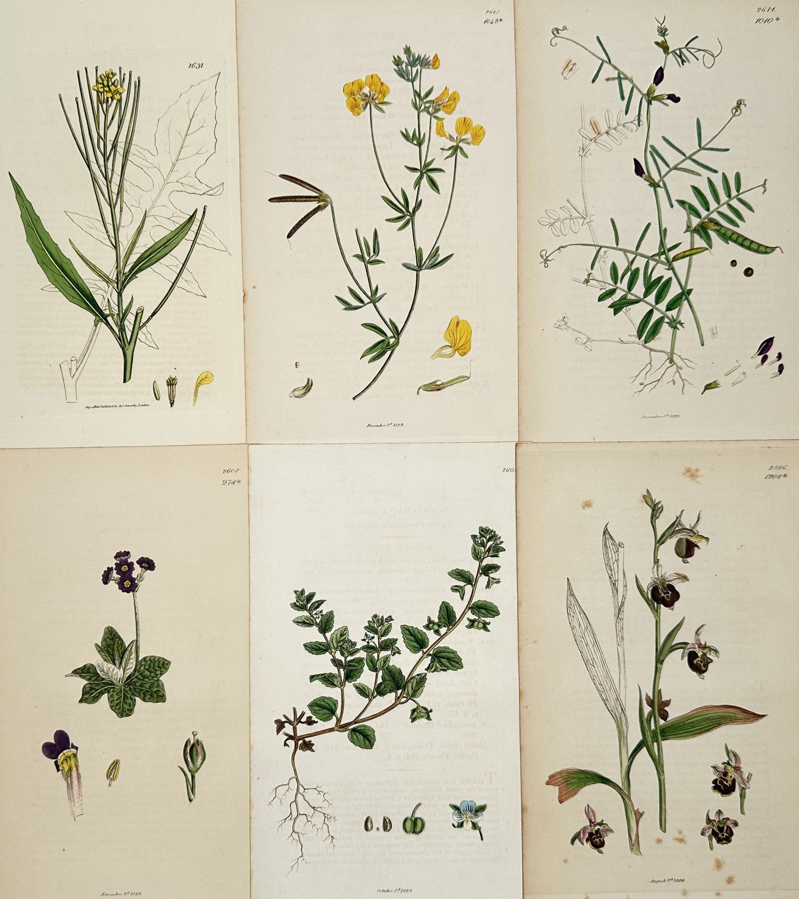 James Sowerby – Set of 6: Illustrations of Legumes, Trefoils, and Wildflowers from English Botany (1 of 2)