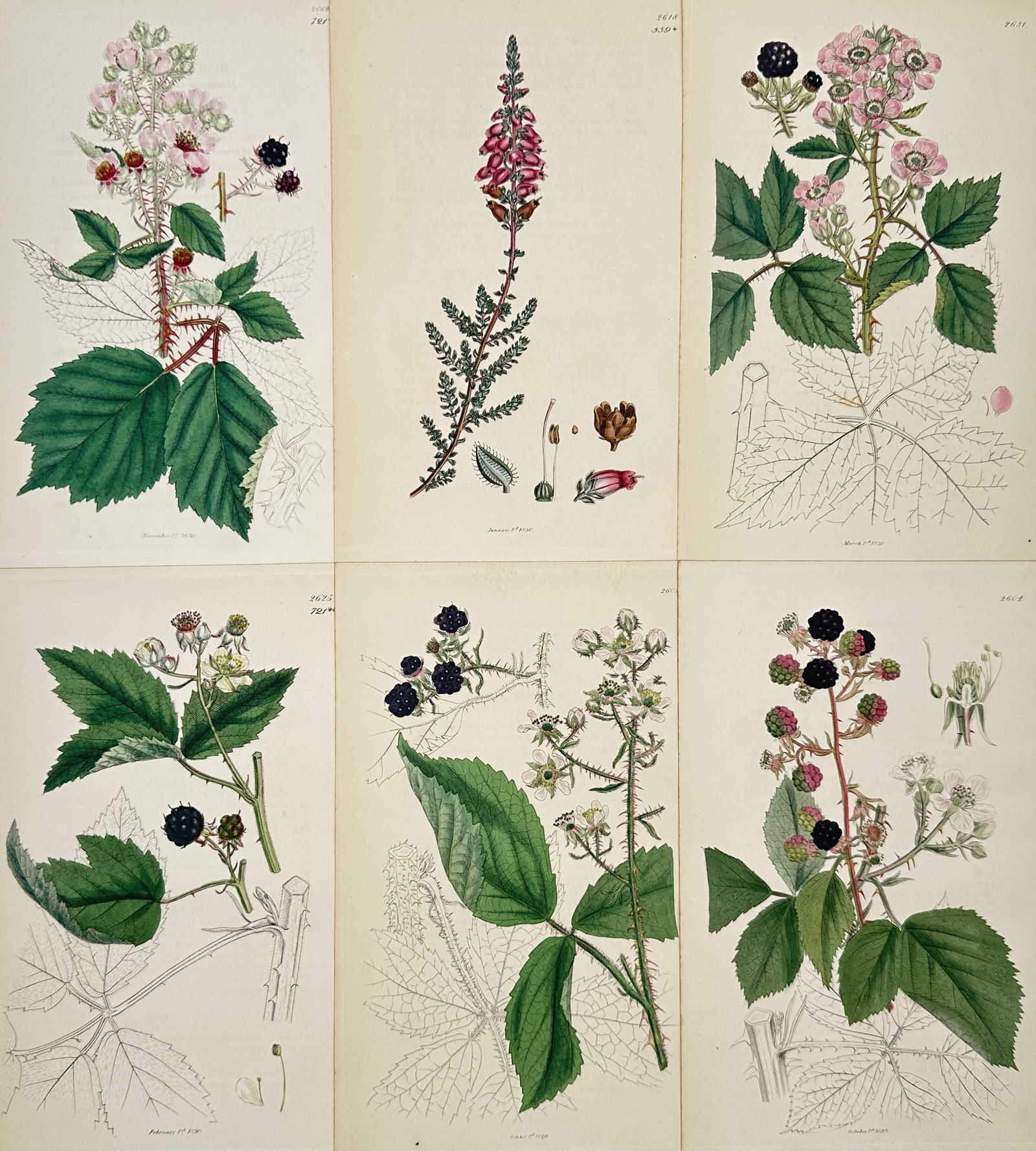 James Sowerby – Set of 6: Illustrations of Orchids, Saponaria, and Wildflowers from English Botany (1 of 2)