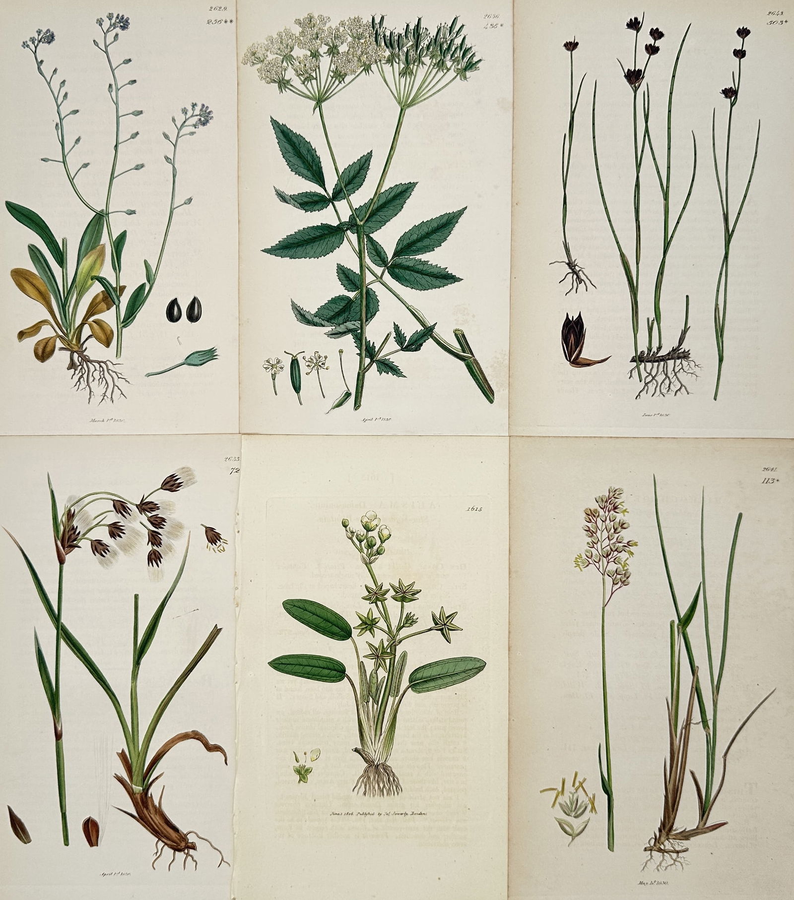James Sowerby – Set of 6: Illustrations of Umbellifers, Rushes, and Bulbous Plants from English (1 of 2)