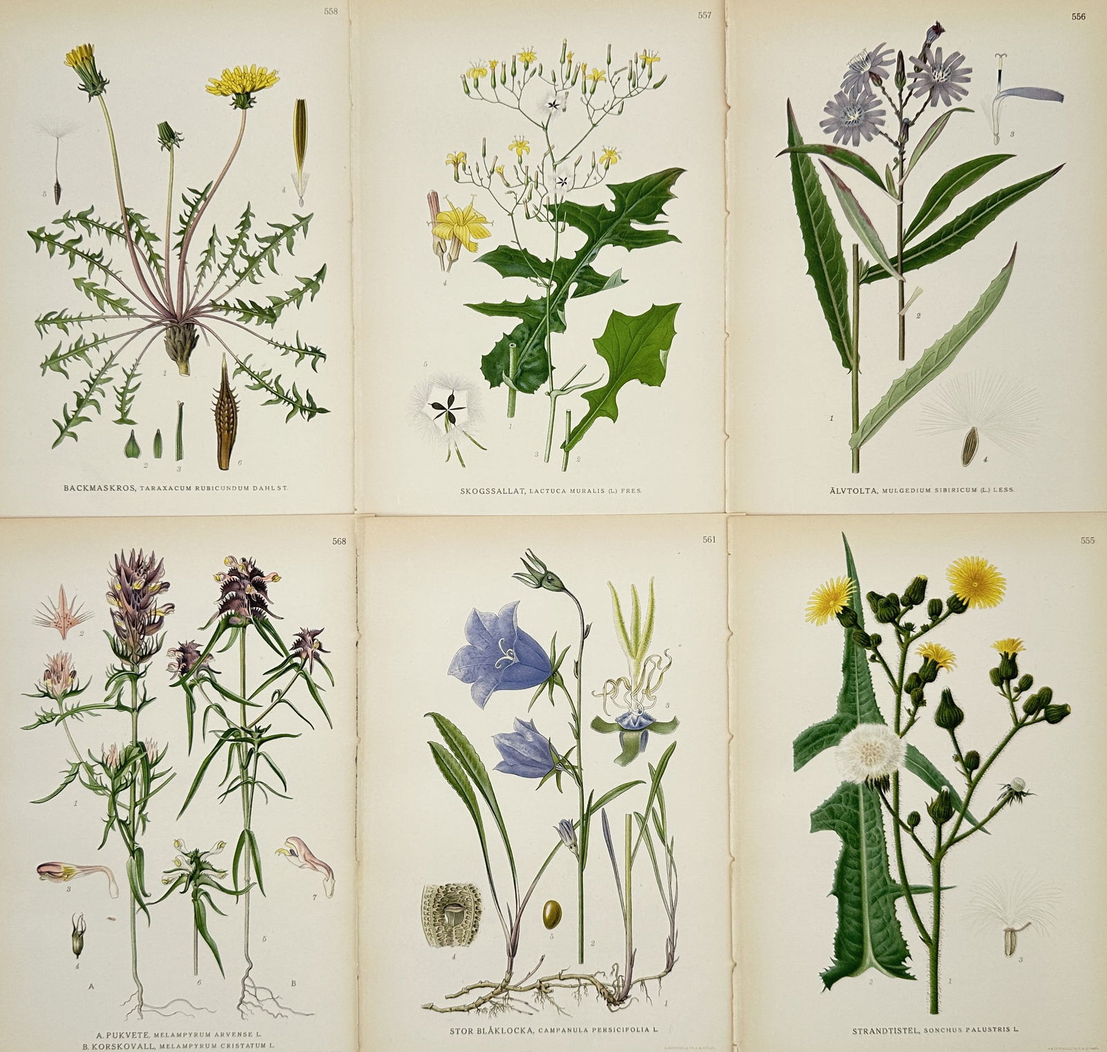 James Sowerby – Set of 6: Illustrations of Dandelion, Chicory, and Composite Flowers from English (1 of 2)