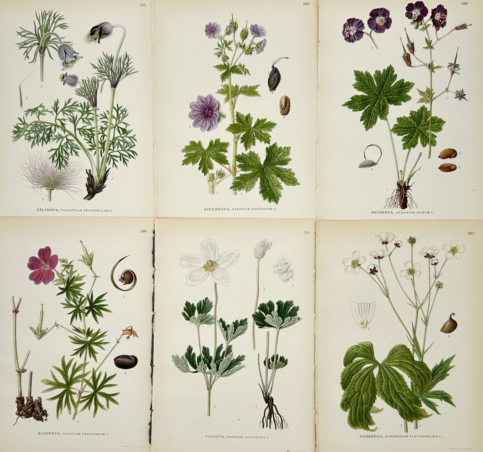 James Sowerby – Set of 6: Illustrations of Geraniums, Meadow Rue, and Saxifrage from English (1 of 2)