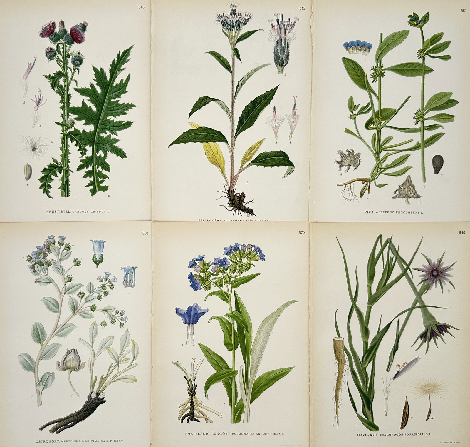 Carl Lindman – Set of 6: Illustrations of Thistles and Blue Flora from Pictures of Nordic Flora: This set of six Hand-colored engravings depicts various species of flowering plants found in Nordic regions, including detailed studies of thistles, blue-flowered plants, and other composite wildflowe