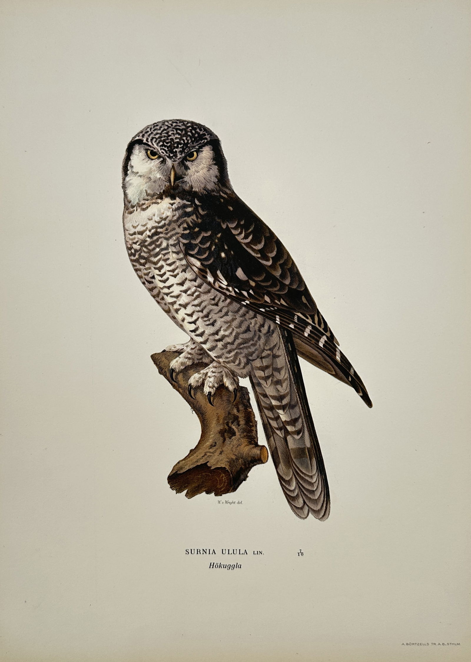 Magnus von Wright – Northern Hawk-Owl (Surnia ulula) – Color lithograph (20th Century) (1 of 2)
