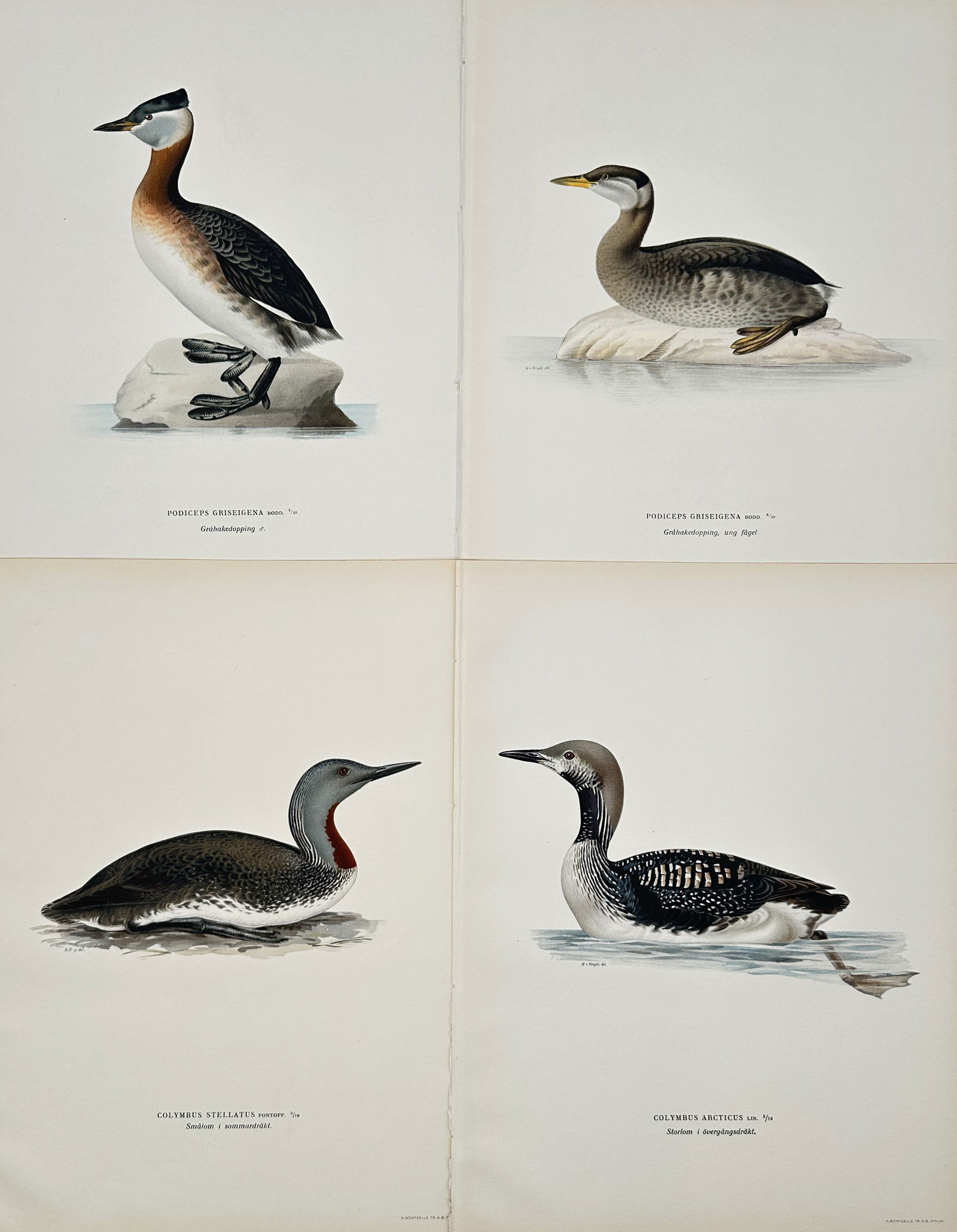 Magnus von Wright – Set of 4: Illustrations of Grebes and Loons from Swedish Birds – Color (1 of 2)