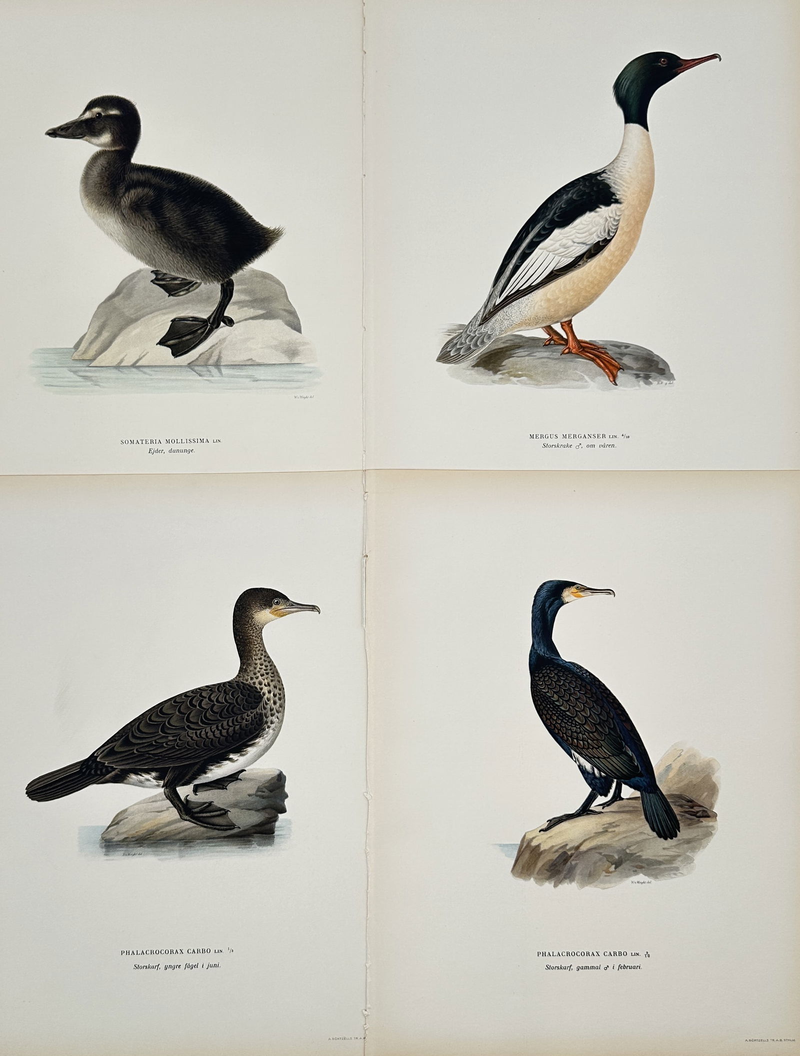 Magnus von Wright – Set of 4: Illustrations of Ducks, Mergansers, and Cormorants from Swedish (1 of 2)