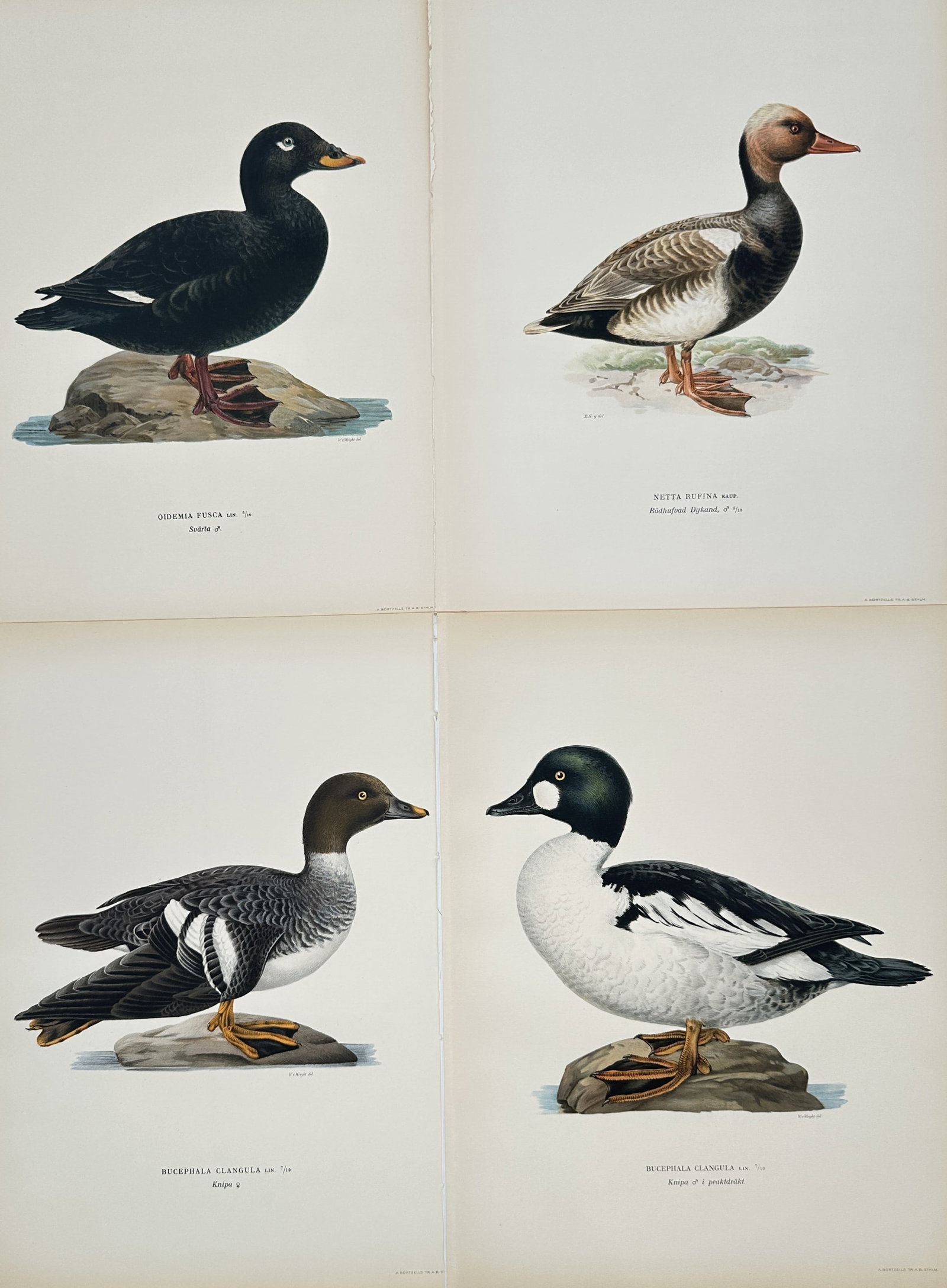 Magnus von Wright – Set of 4: Illustrations of Scoter, Shelduck, and Goldeneyes from Swedish Birds: This set of four color lithographs depicts various species of ducks, including the Common Scoter, Shelduck, and both male and female illustrations of the Common Goldeneye, created for the major ornith