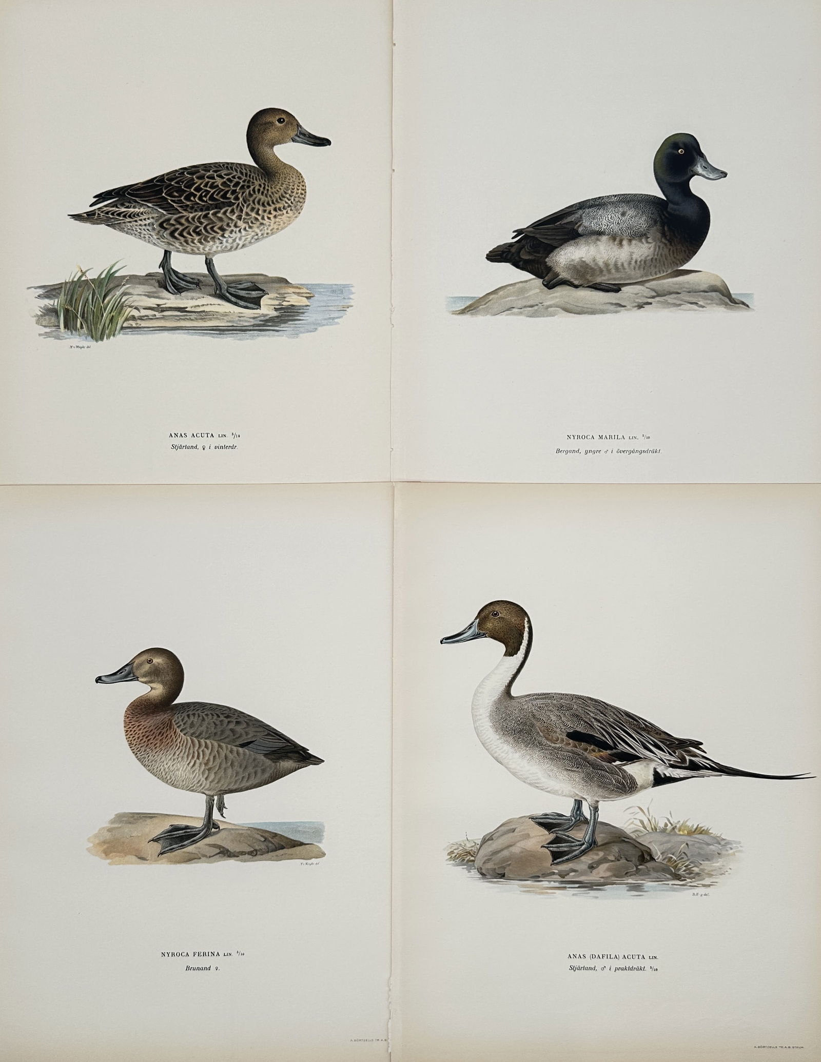 Magnus von Wright – Set of 4: Illustrations of Teal, Pintail, and Diving Ducks from Swedish Birds (1 of 2)