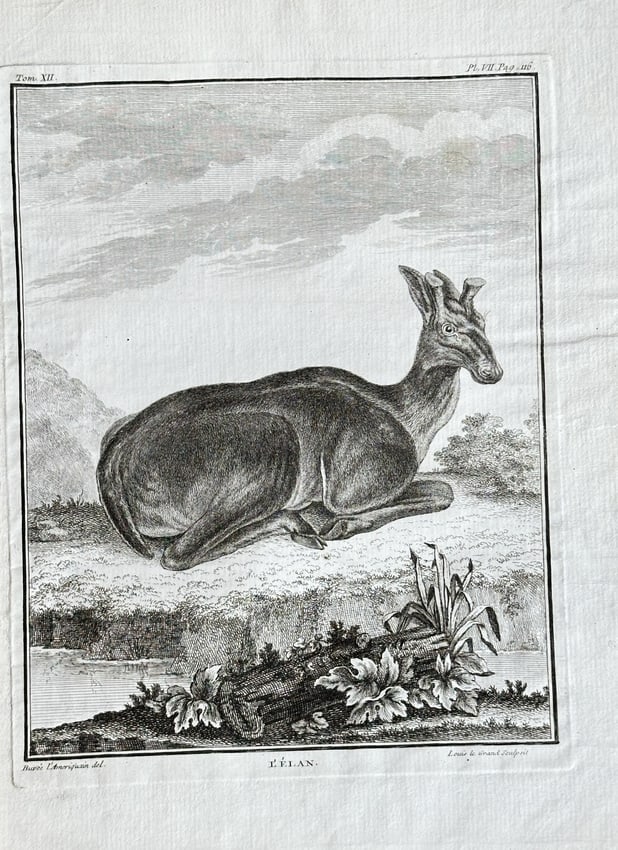 Georges Louis Leclerc, Comte de Buffon;Nicolas-François Bugnet – The Moose: This engraving, titled "L'ÉLAN" in French, depicts a moose stag lying down in a naturalistic landscape. The print shows the animal in profile, with small antlers, and is set against a background of a