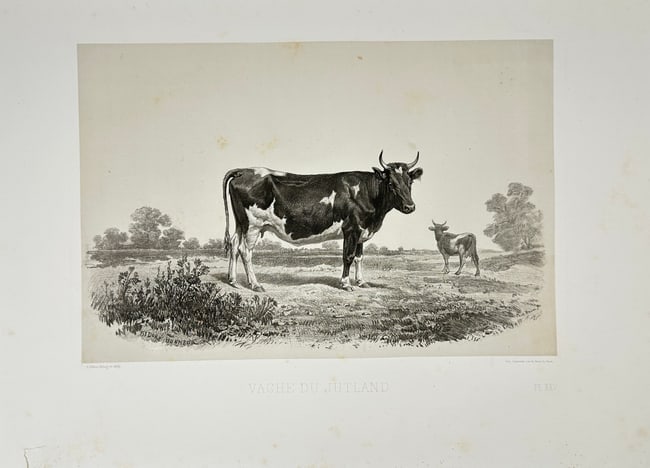 Émile Baudement (1819–1886) – Cow from Jutland (Vache du Jutland): This detailed heliogravure print, finished with engraving and lithography, by Émile Baudement depicts a Jutland cow standing in a pastoral landscape with another cow in the background. The image high