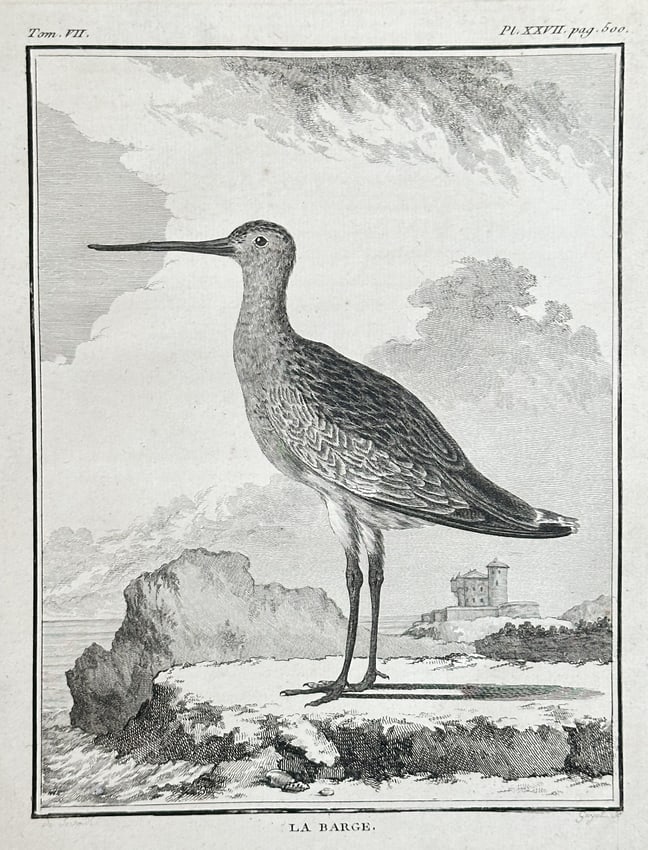 Georges-Louis Leclerc, Comte de Buffon – The Godwit or Bar-tailed Godwit: This black and white engraving, titled La Barge (The Godwit, or Bar-tailed Godwit, Limosa lapponica), depicts the large migratory wading bird in profile, standing on a rocky shoreline with a distant c