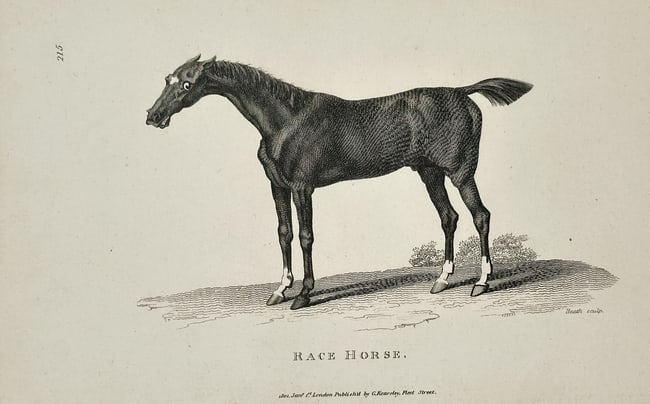 George Shaw – Race Horse (Equus caballus) – Engraving (1800): This copperplate engraving depicts a young, finely built horse, titled simply the Race Horse (Equus caballus), shown standing in profile on a minimal ground plane with sparse foliage. The print emphas
