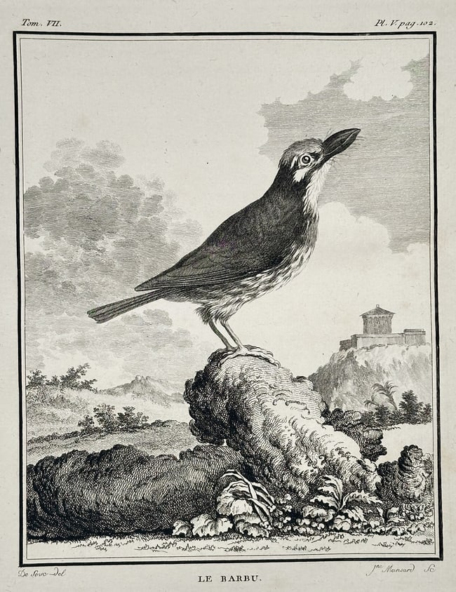 Georges Louis Leclerc, Comte de Buffon (1707–1788) – Le Barbu (The Bearded Bird): This engraving illustrates the bird titled "Le Barbu" (The Bearded Bird, referring to a species of Barbet or similar bird with prominent facial feathers). The bird is depicted standing on a rocky outc