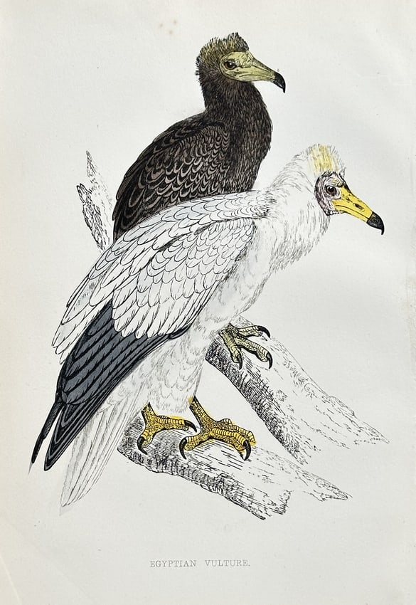 Francis Orpen Morris (1810–1893) – Tengmalm's Owl – Hand-coloured wood engraving: This detailed hand-coloured wood engraving depicts the Tengmalm's Owl (Aegolius funereus), a small nocturnal raptor known in Europe as a rare visitor to the British Isles. The owl is shown perched in 