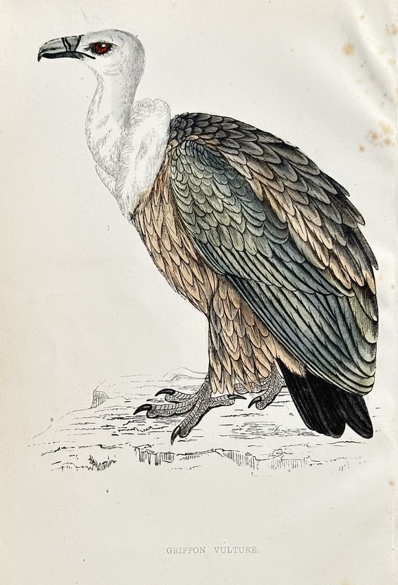 Francis Orpen Morris (1810–1893) – Egyptian Vulture – Hand-coloured wood engravi: This hand-coloured wood engraving depicts the Egyptian Vulture (Neophron percnopterus), a migratory species considered an accidental visitor to the British Isles. The illustration features two birds, 