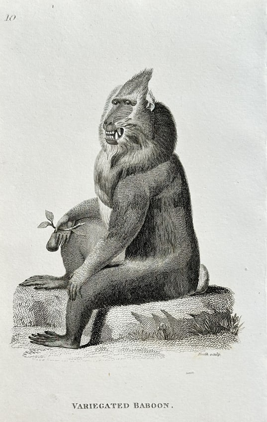 George Shaw (1751–1813) – Variegated Baboon – Engraving (Circa 1809) (1 of 2)