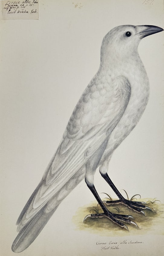 Olof Rudbeck the Younger – Illustration of an Albino Crow – Facsimile print: This facsimile print is a hand-colored illustration of a bird, identified by the inscription as Corvus Corone alba (an albino or leucistic Crow), shown standing in profile. The print is a modern repro
