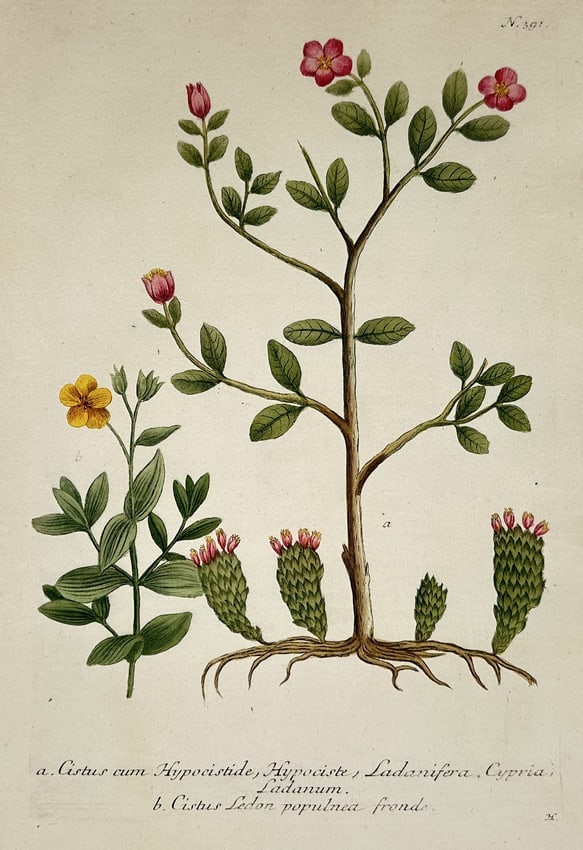 Johann Wilhelm Weinmann – Botanical Illustrations: Cistus cum Hypocistide: This hand-colored engraving depicts two botanical subjects: the Cistus cum Hypocistide (likely Cistus with the parasitic plant Cytinus hypocistis growing at the base) and Cistus Levis (a species of Ro