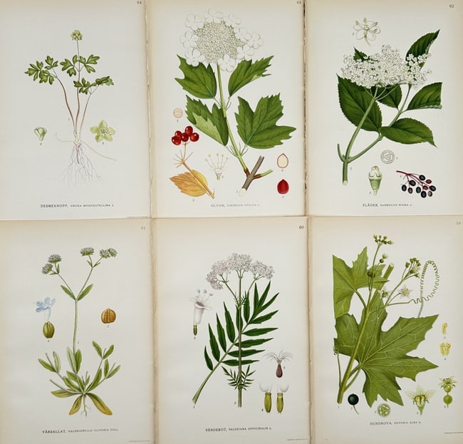 Carl Lindman – Set of 6: Chromolithograph Illustrations of Nordic Flora – Chromo: This set of 6 chromolithograph illustrations depicts various flowering plants and shrubs native to the Nordic region, including Guelder-rose (Viburnum opulus), Elder (Sambucus nigra), and different Va