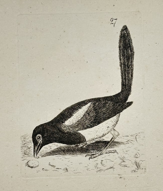 Francis Barlow (c. 1626–1704) – Study of a Magpie – Engraving (Late 17th Century: This engraving, plate 27 from a larger series, provides a detailed naturalistic study of a Magpie foraging on the ground. The print captures the bird's characteristic black and white plumage, long tai