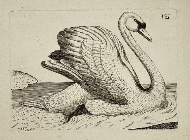 Francis Barlow (c. 1626–1704) – Study of a Swan – Engraving (Late 17th Century): This engraving, plate 121 from a larger series, provides a detailed naturalistic study of a swan swimming gracefully on water. The print captures the elegant posture of the bird, focusing on the textu