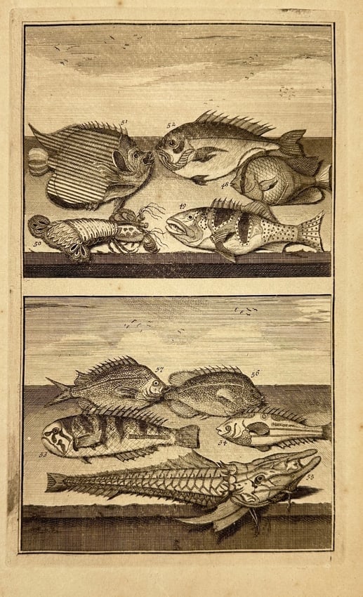 François Valentijn – Coral Reef and Armored Fishes of the Indies - Engraving (1 of 2)