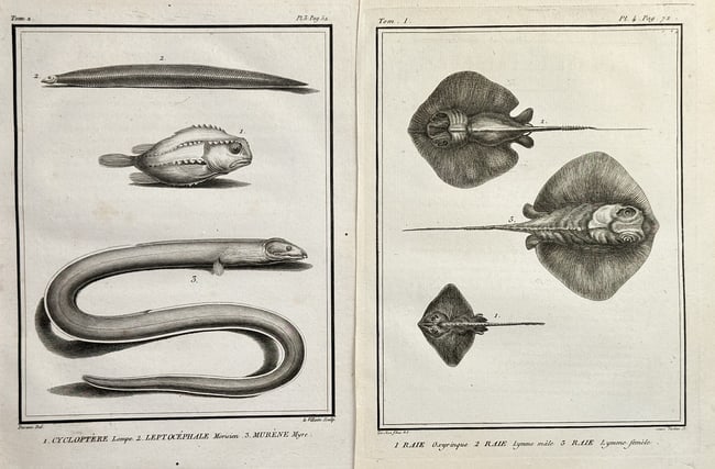 Georges-Louis Leclerc, Comte de Buffon – Set of Two: Plates of Rays, Lumpsuckers (1 of 2)