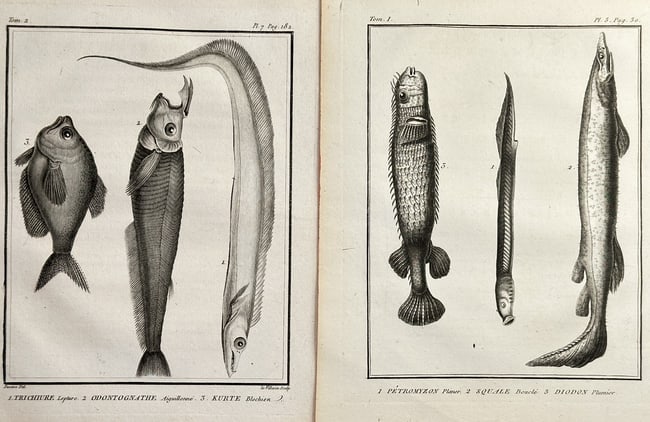 Georges-Louis Leclerc, Comte de Buffon – Set of Two: Plates of Lampreys, Hairtai: This set of two detailed scientific prints illustrates various unusual and exotic fish species, all presented in profile for anatomical study.These engravings originate from the Histoire naturelle des