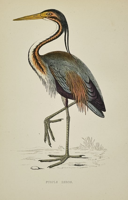 Francis Orpen Morris (1810–1893) – Illustration of Purple Heron (1 of 2)