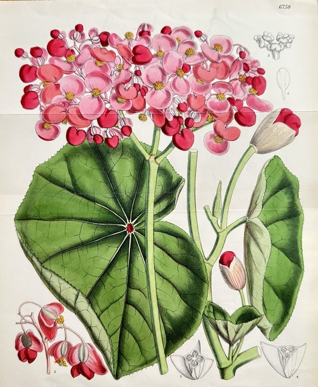 William Curtis (1746–1799) – Botanical Study of a Showy-Flowered Begonia (1 of 2)