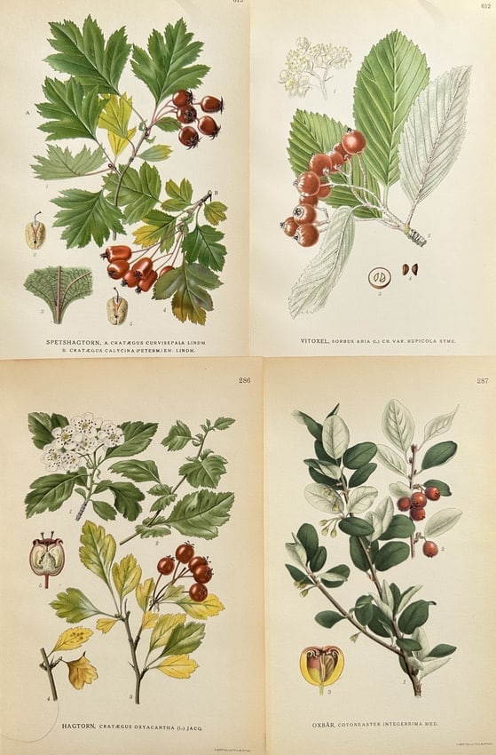 Carl Axel Magnus Lindman (1856–1928) – Set of 4: Hawthorn, Whitebeam: This set of four botanical prints illustrates multiple species of deciduous shrubs and trees from the rose family (Rosaceae) found in the Nordic region. The composite illustration details several plan
