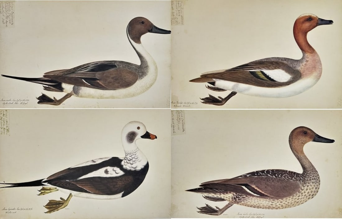 Olof Rudbeck the Younger – Set of 4: Ornithological Illustrations of Ducks – Facsimile print (1 of 5)