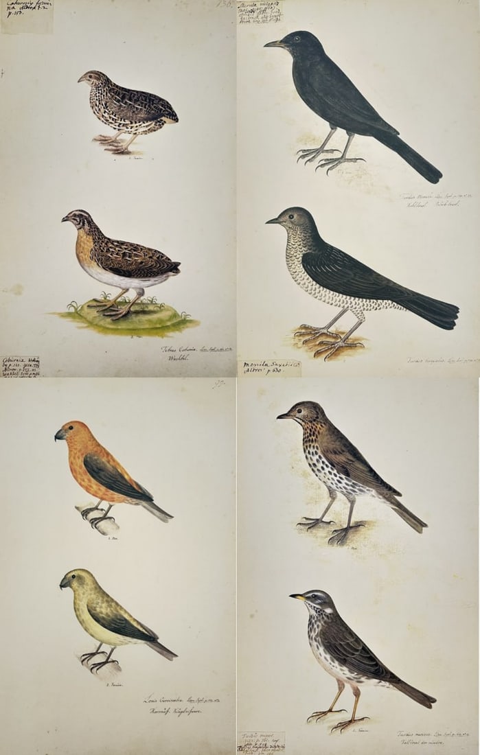 Olof Rudbeck the Younger – Set of 4: Ornithological Illustrations of Common European Birds: This set of 4 facsimile prints printed on quality paper depicts common European bird species including quails, a crossbill, the common blackbird, and thrushes, reflecting the artist's detailed ornitho