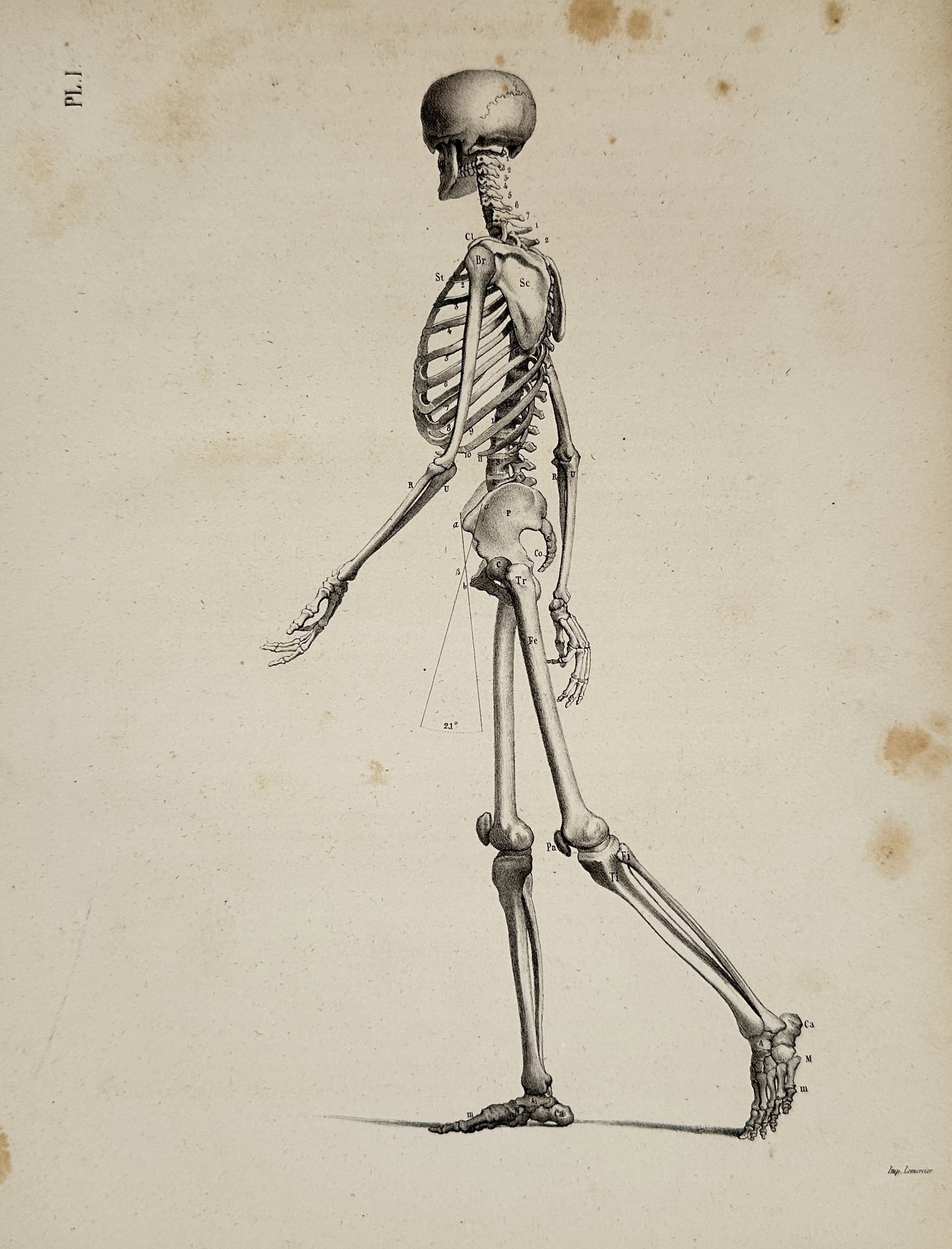 Theodor Ludwig Wilhelm von Bischoff (1807–1882) – Human Skeleton in Walking Posture (1 of 2)