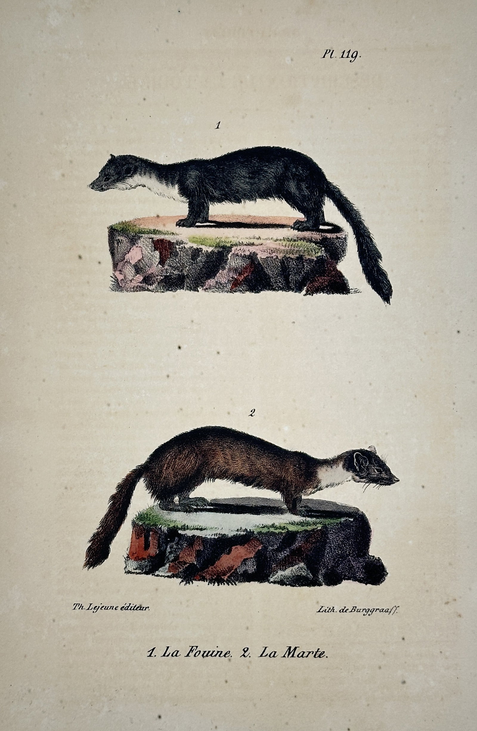 Georges-Louis Leclerc, Comte de Buffon (1707–1788) – The Fouine and The Marten (1 of 2)